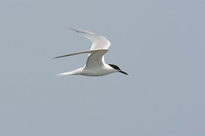 Tern, Sandwitch, 2014-05101709 Cedar Island to Ocracoke Ferry, NC